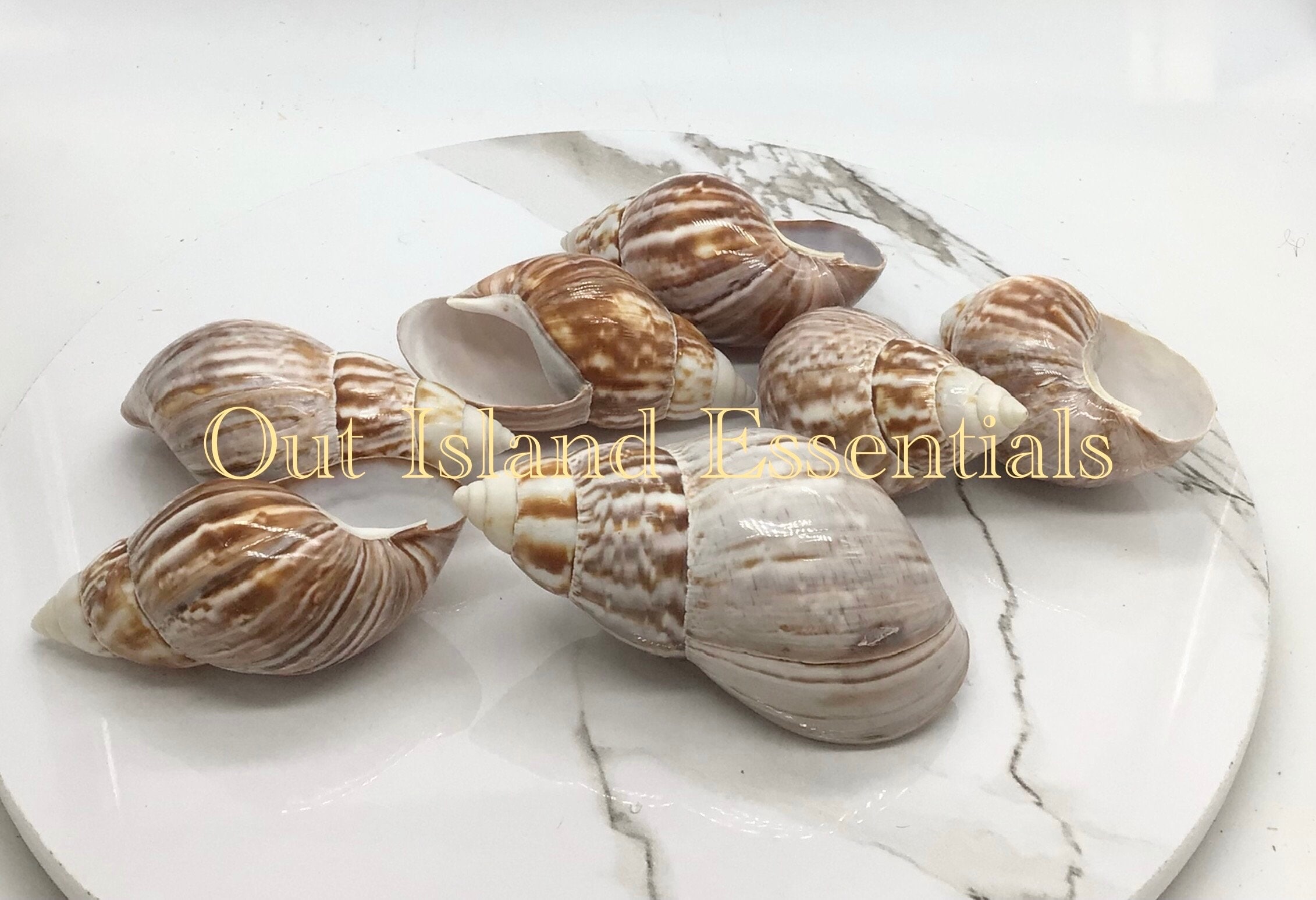 One Japanese Land Snail I Snail Shell | Japanese Seashell I 2 to 3
