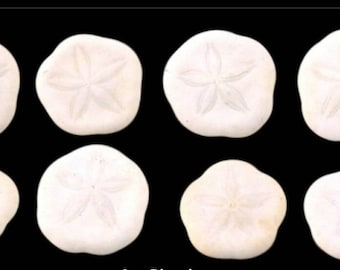 Baby Sea Biscuit (10),  Seabiscuit Shell , Seashells, Beach Wedding Shell, 1"-1.25" Sea Cookies, Baby Sea Cookies, Craft Shells
