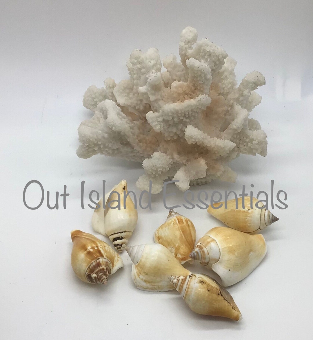 10 Pcs. Strombus Canarium I Canariums I Canarium Seashells I ...