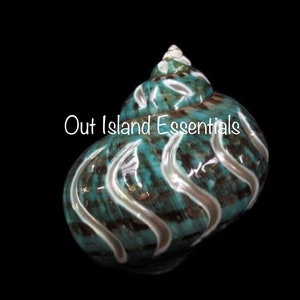 May include: A polished, teal and brown seashell with white, wavy markings. The shell has a spiral shape and is set against a black background. The text "Out Island Essentials" is written on the shell.