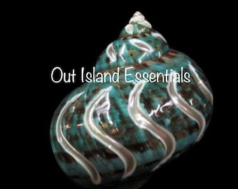 Crazy Carved Turbo Shell I Jade Turbo Polished Shell I 3.5" To 4" Size Hermit Crab Shells I Opening Approximately 1 3/4"