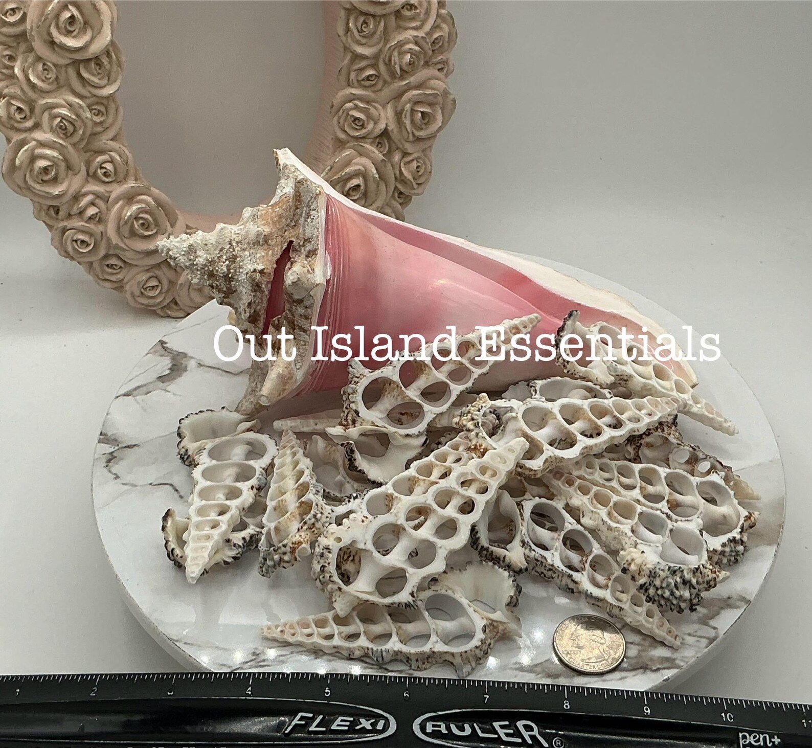 6pc Center Cut Knobby Cerithium Shells I Craft Shells I Chuncky Cut ...