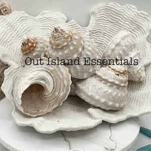 Stunning Wavy Top 3.5-5&quot; Shells | UNPolished Hermit Crab Shells I Natural Unprocessed Shell I Approx. 1.75” or 2” Openings
