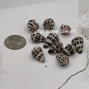 Puede incluir: Una colección de conchas marinas extra pequeñas con una moneda para comparar el tamaño. Las conchas son blancas con manchas y marcas negras. El texto "5pc Extra Small" es visible.