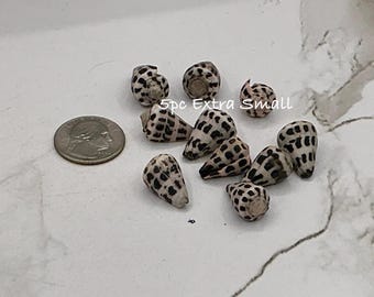 FIVE Small Hebrew Cone I Conus Ebraeus I Black & White Up To 3/4" Craft Shells
