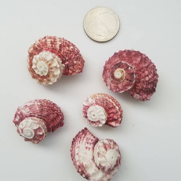 Red Delphinulus Seashells I Craft Shells I Bulk Red Seashells I 5pcs Per Order I Wedding Decor I Craft Supplies 1-2" I Delphinulus