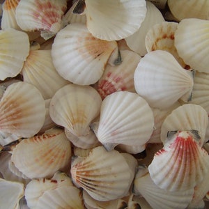 May include: A collection of white and pink scallop shells with a variety of sizes and shapes.