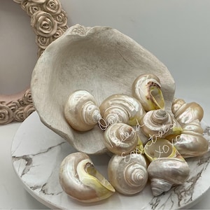 Może przedstawiać: Kolekcja perłowych muszli z wzorami spiralnymi, prezentowana w dużej, kremowej, teksturowanej misie. Muszle mają naturalny, irydescyjący połysk i są ułożone na powierzchni z wzorem marmuru. W tle dekoracyjna rama w kształcie róży.