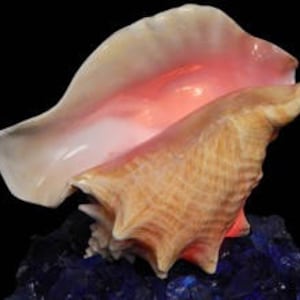 Bahamian Queen Conch Shell Light I Pink Conch Shell Night Light I SLIT BACK I Large Conch Shell Light I Conch Decor I Approximately 7 - 8"