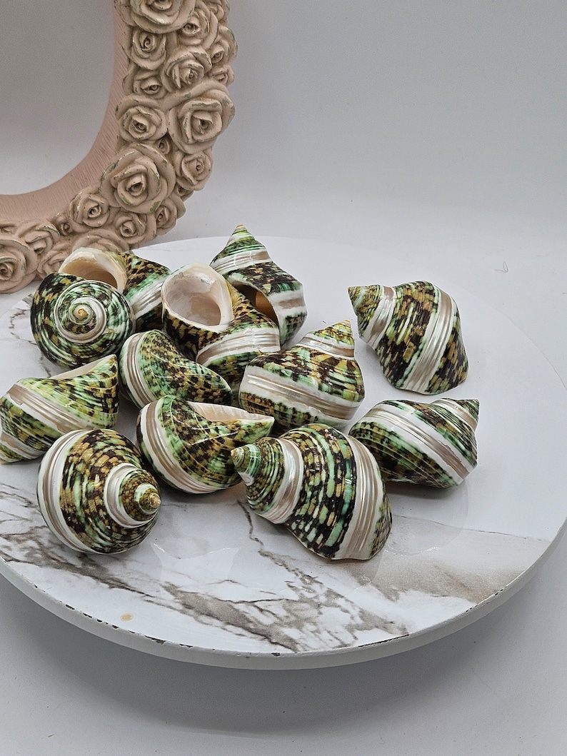 Green Turbo Pearl Banded Shells I Pearl Stripe Turbo I Hermit Crab ...