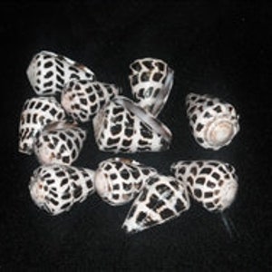May include: A collection of 12 small, white and black cone-shaped seashells with a patterned design.