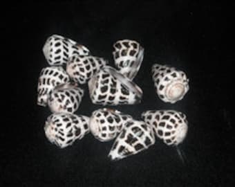 Five Hebrew Cone Shells: Black & White Craft Shells 1.25"+