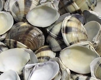 20pcs. Mexican Sunset Striped Clam Shells, Sunset Clams, Striped Shells, Striped Clam Shells, Craft Shells, Beach Decor Shells, 1 - 1 3/4"