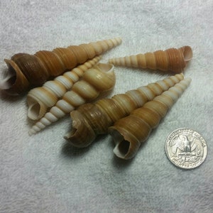 10-Pcs Brown Turretella Seashells | Craft Shells | Seashells | Coastal Decor | Beach Decor | Craft Shells | Mosaic Making | Turretella