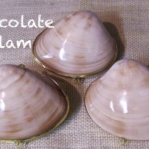 One Seashell Coin Purse | Seashell Pill Box | Seashell Ring Holder I Shell Purse I Coastal Wedding Ring Pillow I Seashell Trinket Box