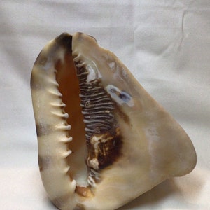 Puede incluir: Una concha marina grande y lisa con una forma curva y alargada. El exterior presenta una mezcla de patrones moteados en color crema, bronceado y marrón oscuro. La abertura interior muestra una serie de crestas dentadas en el borde.
