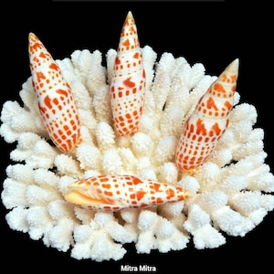 TWEE stuks Mitra Mitra Zeeschelp I Strand Decor I Kust Decor I Oranje Schelpen I ONGEPOLIJST Mitra Schelpen I Kust Decor Kust Bruiloft