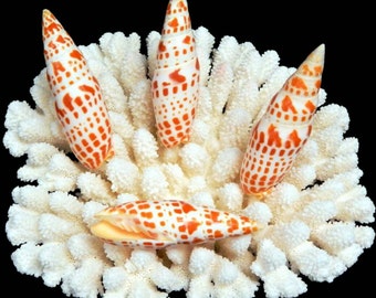Two Mitra Seashells, Unpolished Orange Beach Decor (2-4")