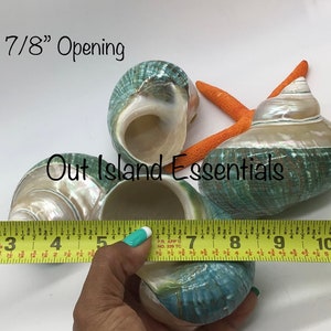 Jade Top Polished  Turbo Shell I Turbo Seashell I Jade Turbo Polished Shells I Hermit Crab Shells