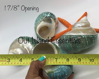 Jade Top Polished  Turbo Shell I Turbo Seashell I Jade Turbo Polished Shells I Hermit Crab Shells