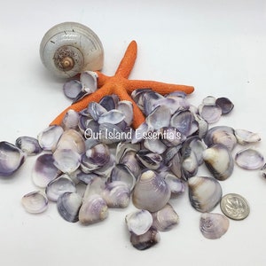 1/2 Cup Purple Clam Seashells I Wholesale Shells I Purple Clams I Purple Seashells I Purple Shells I Craft Shells Approx. 1/2” - 1