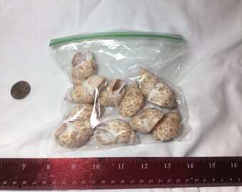 10 Pcs. Babylonia Japonica or Spirata Seashells | Hermit Crab