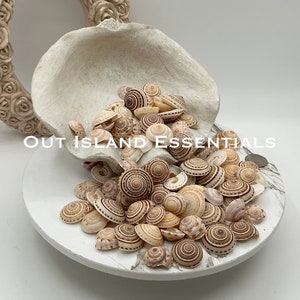Op de afbeelding: Een witte, schelpvormige kom van keramiek die overloopt met kleine, bruine en witte schelpen met een bruin en wit gestreept patroon. De schelpen zijn op een wit marmeren oppervlak in een stapel gerangschikt. De tekst "OUT ISLAND ESSENTIALS" is zichtbaar in de afbeelding.