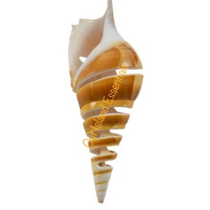 Spiral Cut Tibia I Sliced Craft Shells I Sliced Tibia Seashells I 1 Each Spiral Cut Tibia Sliced Shells I Approx. 4-5&quot;