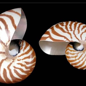 Nautilus Shell I Coastal Seashell I Coastal Decor I Large Seashell I Collector&#39;s Specimen Seashell I Chambered Shell I Large Polished Shell