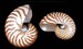 Nautilus Shell I Coastal Seashell I Coastal Decor I Large Seashell I Collector's Specimen Seashell I Chambered Shell I Large Polished Shell 