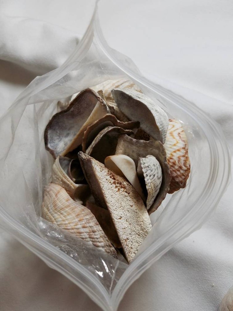 Turkey Wing Seashells Clam Shells Brown Tiger Claw Craft - Etsy