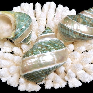 Pearlized JadeTurbo I Jade-Grün-GebändertTurbo I Einsiedlerkrebs Muscheln | Hermit Homes I Verschiedene Größen