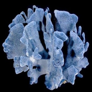 Stunning Blue Ridge Coral | Two Sizes | Authentic And Natural Blue Coral I Coral Centerpiece
