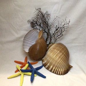 Tonna Oleria Shell I Extra Large Shell I Lichtgewicht Schelp I Tonna Shell I 8-9 &quot; Shells I Wholesale Seashells