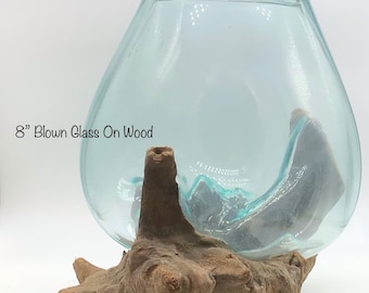 8" Blown Glass On Driftwood I Glass Terrariums I Terrarium Container I One Of A Kind Pieces