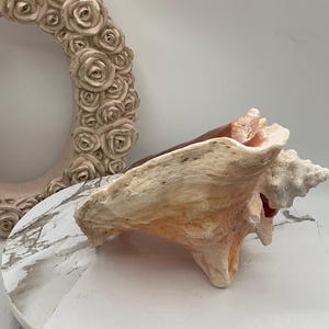 May include: A large, natural conch shell with a cream and peach color palette. The shell is positioned on a marble-patterned surface, with a decorative, rose-adorned frame in the background. The shell's texture and form are prominent.