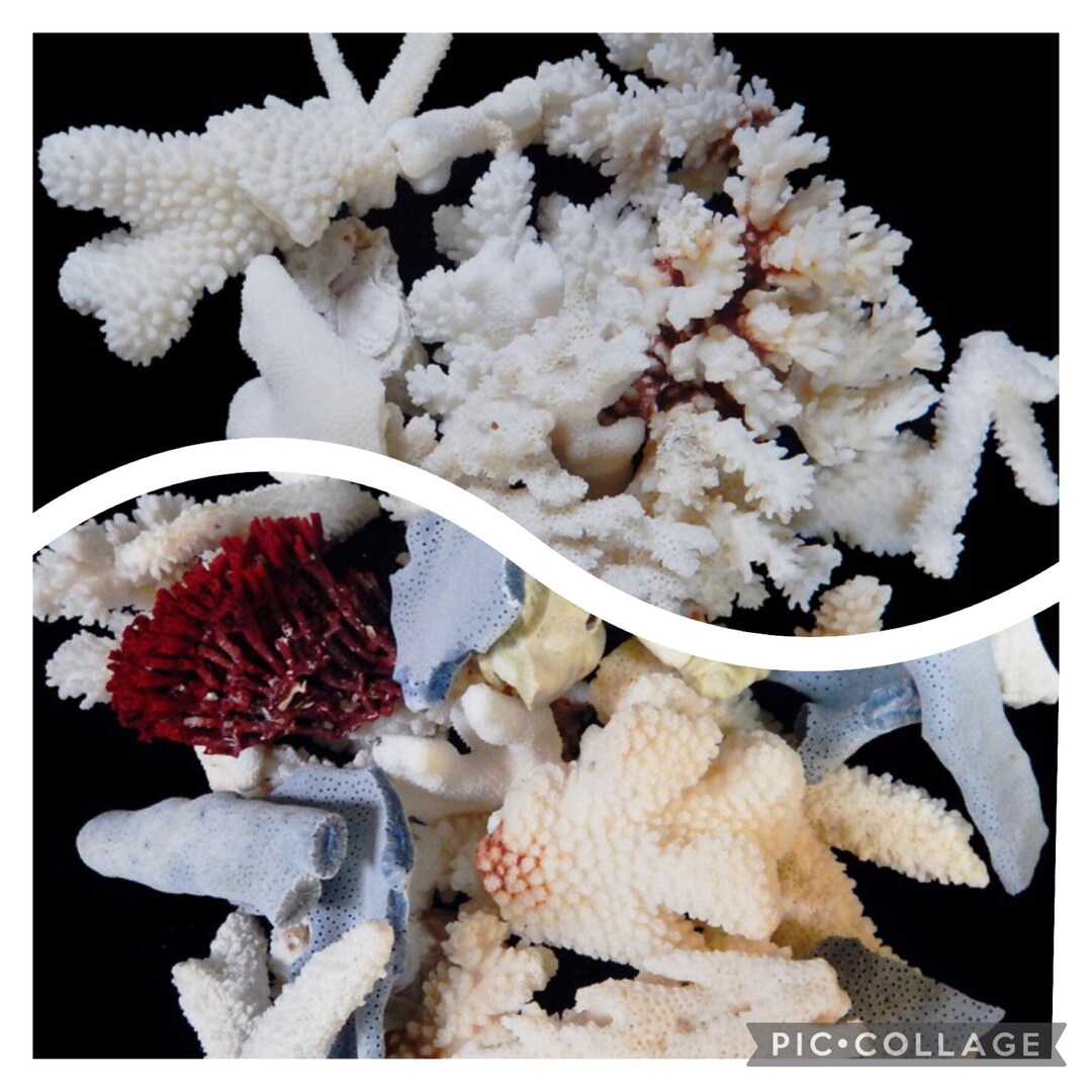 One Pound of Assorted Coral I Natural Color and White Coral Pieces I