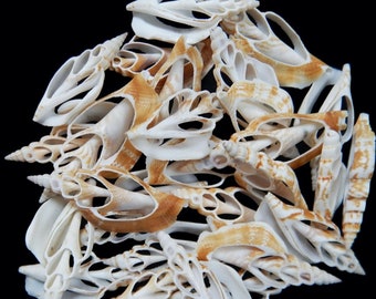 May include: A collection of white and brown seashells with intricate patterns and openwork designs. The shells are arranged in a pile, showcasing their delicate and unique shapes.
