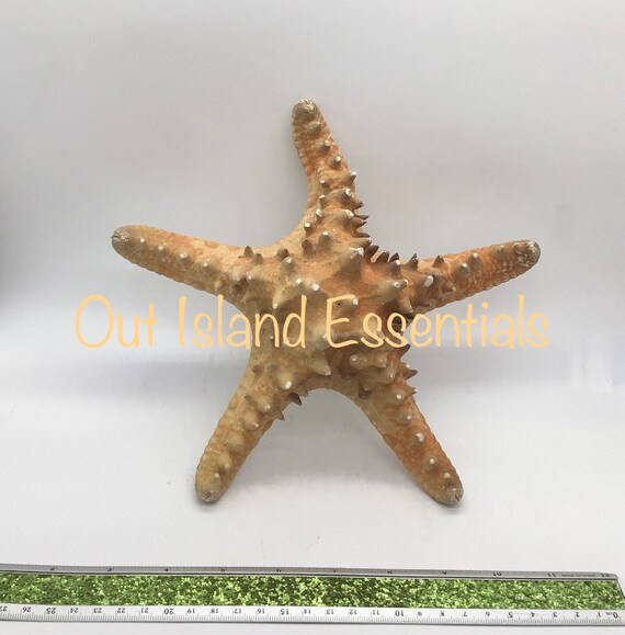 Natural Knobby Starfish, Wedding Starfish Decorations