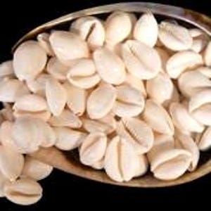 White Cowrie Shell I Multi Colored Cowrie Seashell I  Wedding Shells I Small Craft Shells I Wholesale Shells I Craft Seashells 1/2&quot; - 1 1/4&quot;