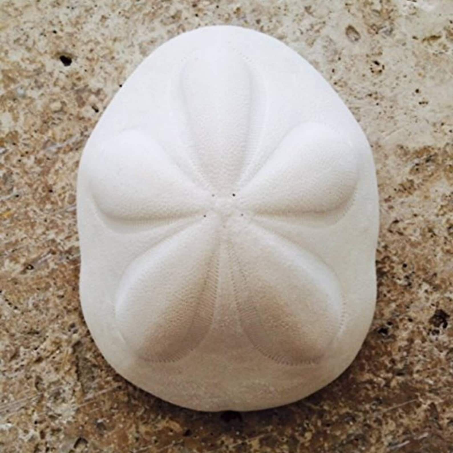 Giant Sea Biscuit 2 Seabiscuit Shell Seashells Beach Etsy