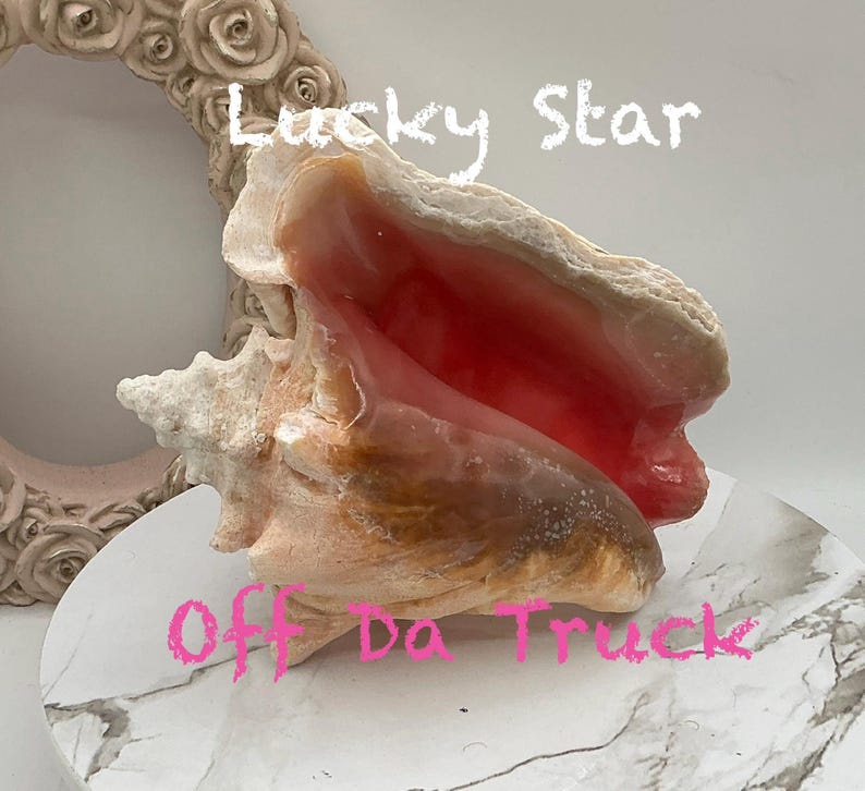 8" Natural Bahamian Queen Conch Shell I Pink Conch Shell SLIT BACK I Unedged Straight Out Of The Ocean I Cleaned Unprocessed Conch Shell image 1