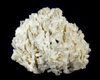 Rugosa Coral I Stunning White Rugosa Coral I Authentic Ocean Coral I  White Display Coral I All White Ocean Coral | White Coral  Centerpiece
