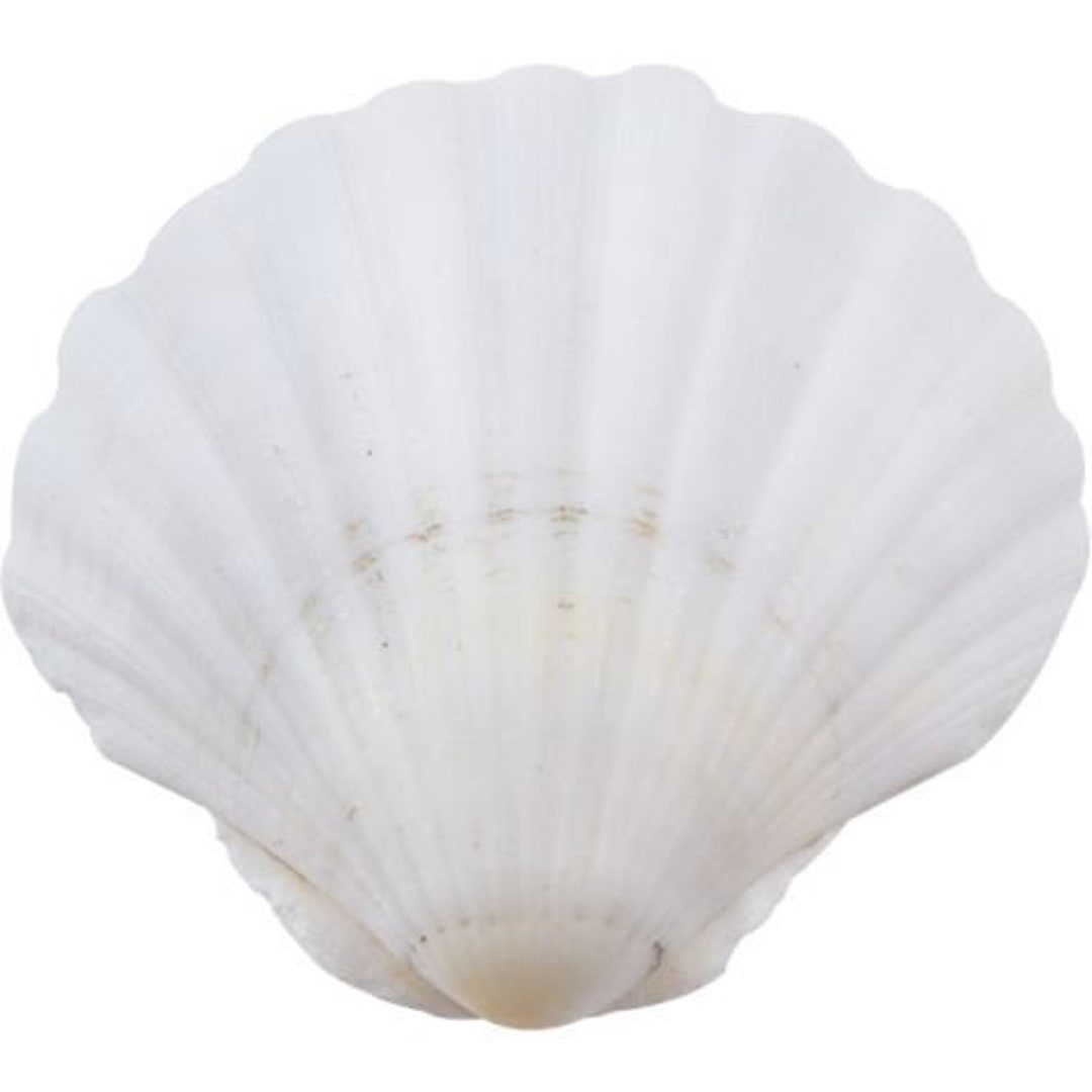 10 PCS 4-5 inch Large Scallop Shells Baking Sea Shells Large Natural White  Scallop Shell From Sea Beach For DIY Craft Decor in 2023