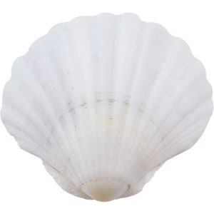 CROSSBODY 14 Pcs 4-5 inch Scallop Shells,Sea Shell for Crafts Decoration  Crafting，Beach White Large Small Bulk Seashells for Kids Crafting,Craft  Clam