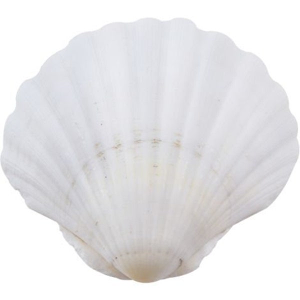 Large 4.5+" Baking Clam | Large Semi-White Scallop Clam | 4.5 Inch Scallop Clam | Scallop Shell