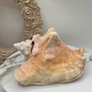 May include: A large, textured conch shell with a warm, peach and cream color palette. The shell sits on a white and gray marble-patterned surface, with a decorative, rose-adorned frame in the background. The shell's surface has ridges and natural imperfections.