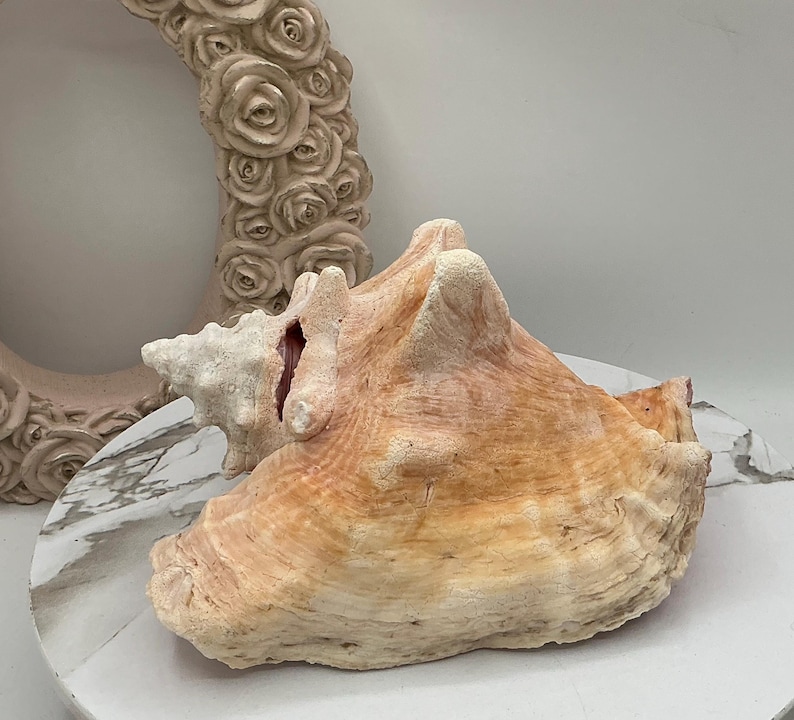 May include: A large, textured conch shell with a warm, peach and cream color palette. The shell sits on a white and gray marble-patterned surface, with a decorative, rose-adorned frame in the background. The shell's surface has ridges and natural imperfections.