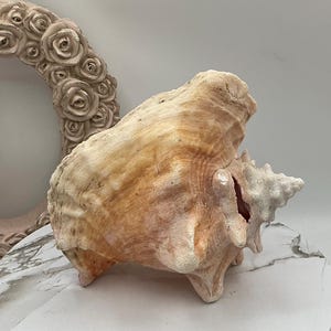 8" Natural Bahamian Queen Conch Shell I Pink Conch Shell SLIT BACK I Unedged Straight Out Of The Ocean I Cleaned Unprocessed Conch Shell image 7