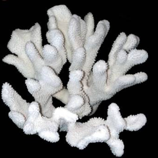 Cats Paw Shell - Etsy